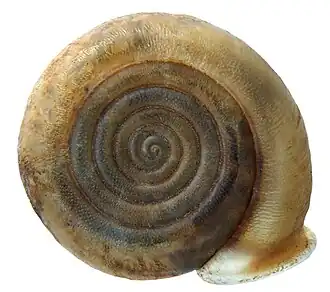 Helicodonta angigyra