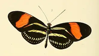 Heliconius hermathena