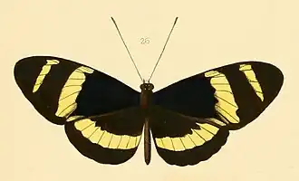 Heliconius pachinus
