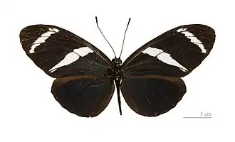 Heliconius antiochus