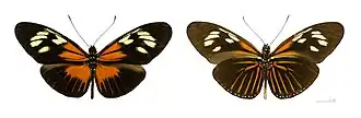 Heliconius demeter