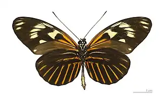 Heliconius elevatus
