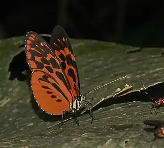 Heliconius pardalinus