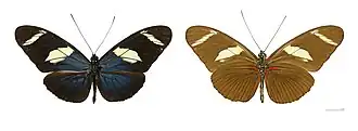 Heliconius wallacei
