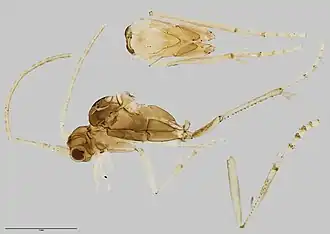 Helicopsyche cuvieri