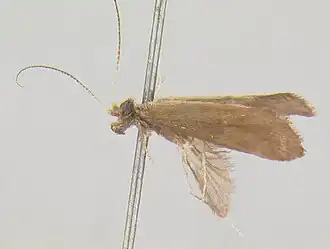 Helicopsyche falcigona