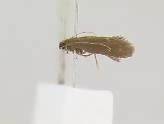 Helicopsyche linabena