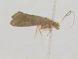 Helicopsyche melanochaeta