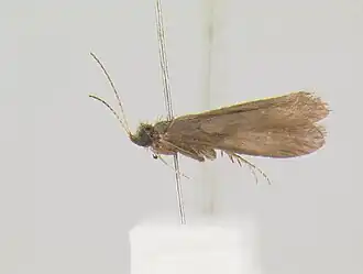 Helicopsyche neblinensis