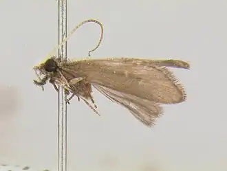 Helicopsyche vergelana