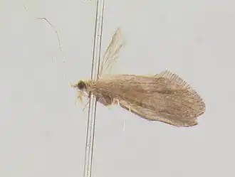 Helicopsyche xinguensis