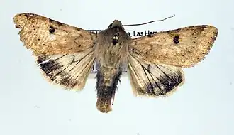 Helicoverpa atacamae
