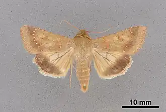 Helicoverpa fletcheri