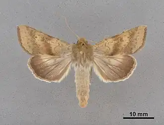 Helicoverpa hawaiiensis