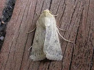 Helicoverpa punctigera