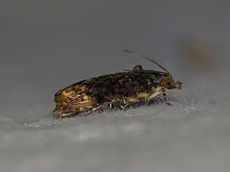 Helictophanes prospera