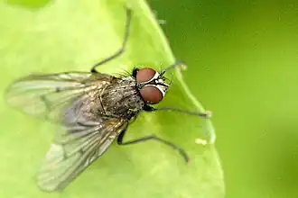 Helina evecta
