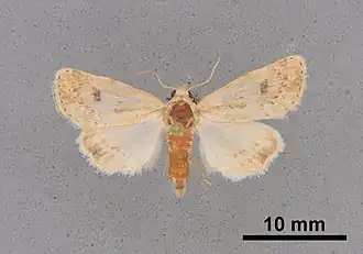 Heliocheilus confertissima