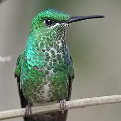 Groenkruinbriljantkolibrie