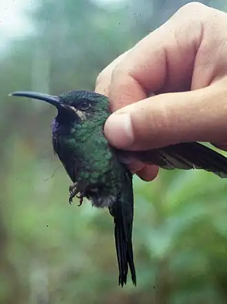 Zwartkeelbriljantkolibrie