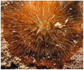 Heliofungia fralinae