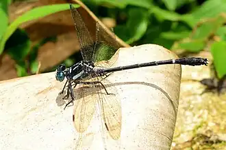 Heliogomphus promelas