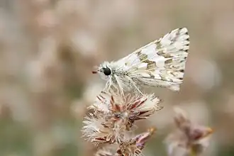 Heliopyrgus americanus