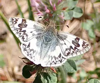 Heliopetes ericetorum