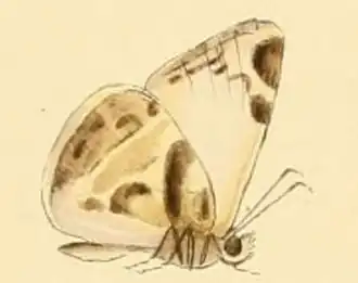 Heliopetes laviana