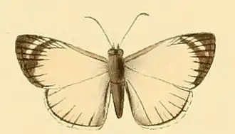 Heliopetes leucola