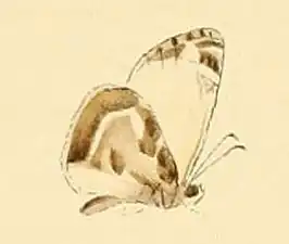 Heliopetes macaira