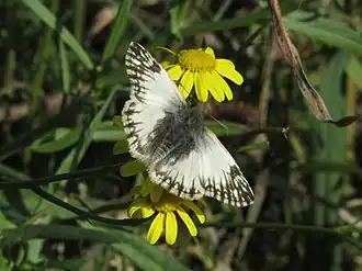Heliopetes omrina