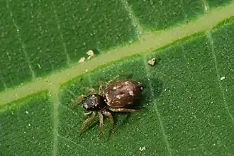 Heliophanillus fulgens