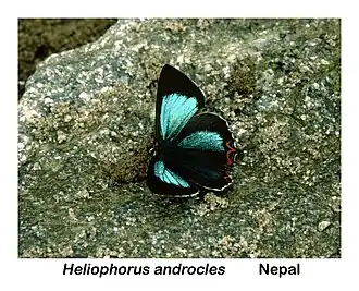 Heliophorus androcles