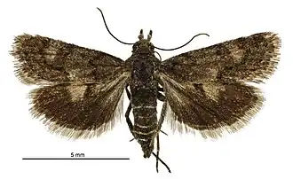 Heliothela atra