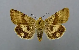 Heliothis adaucta