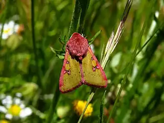 Heliothis incarnata