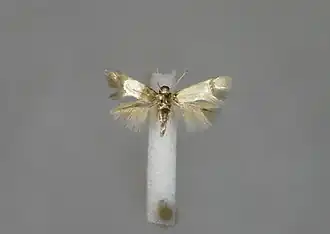 Heliozela lithargyrellum