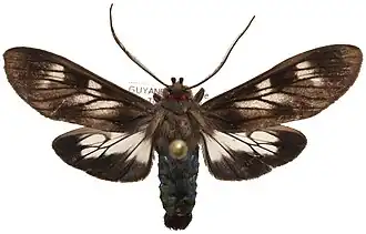 Heliura suffusa