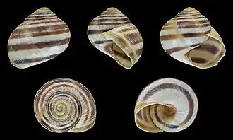 Helix figulina