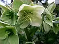 Helleborus ×nigercors