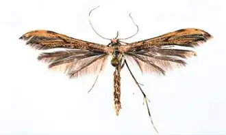 Hellinsia emmelinoida