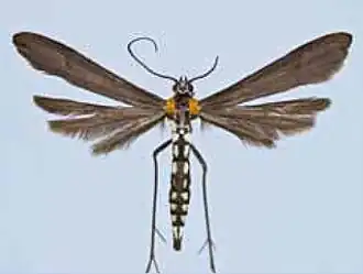 Oidaematophorus paraochracealis