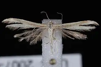 Hellinsia pectodactylus