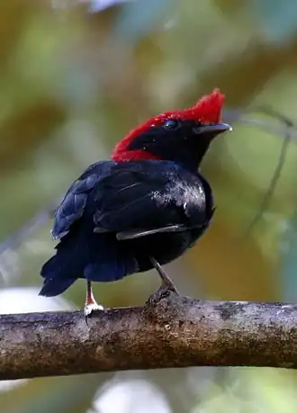 Helmmanakin Chiroxiphia galeata