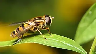 Helophilus intentus