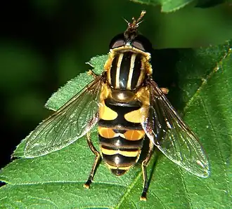 Helophilus fasciatus