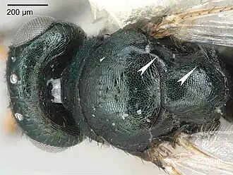 Hemadas nubilipennis