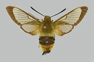 Hemaris aksana