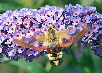 Glasvleugelpijlstaart